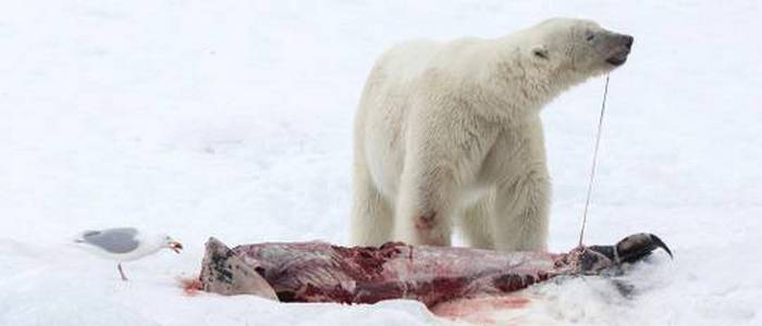 Ourse polaire et son ourson dans un environnement de glace précaire
